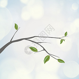 绿叶的树枝春夏季节背景背景图片