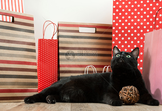 大黑猫躺购物袋里图片