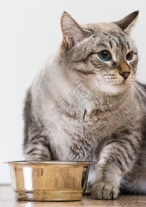 灰色背景上纯种条纹猫宠物猫食物的肖像背景图片