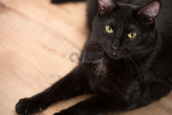 实心黑猫躺地板上看着相机合作图片