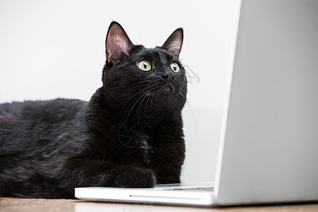 家里的黑猫看着笔记本电脑屏幕上网图片