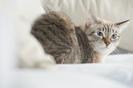 可爱的塔比猫家躺沙发上,看上很谨慎背景图片