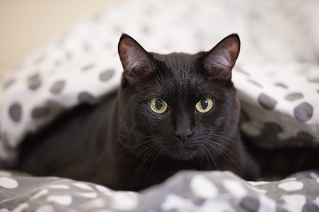 懒惰的大黑猫躺床上图片