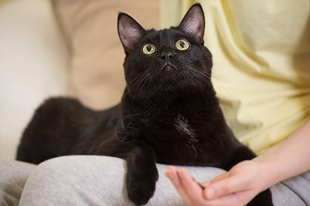 目全非的女人家喂她的黑猫图片