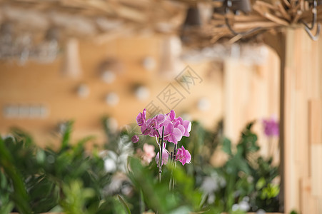 生态餐厅办公室花卉特写图片