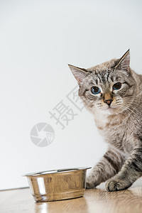 灰色背景上纯种条纹猫宠物猫食物的肖像图片
