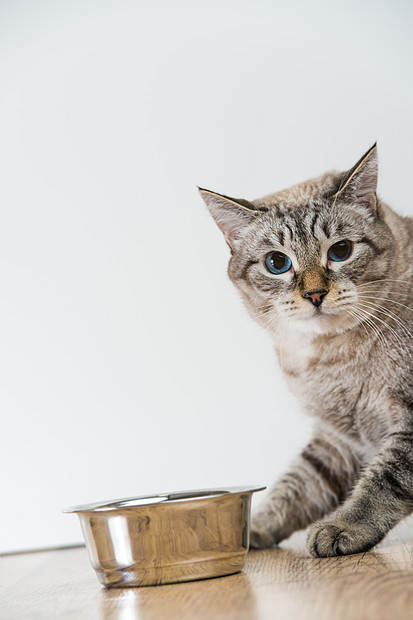 灰色背景上纯种条纹猫宠物猫食物的肖像图片