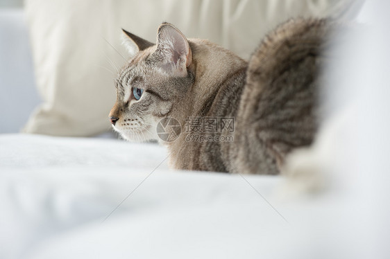 可爱的塔比猫家躺沙发上放松图片