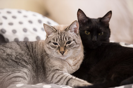 两只可爱的家养短发猫床上互相依偎图片