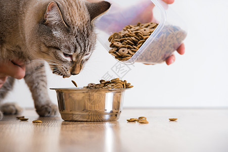 小猫家里碗里吃东西女手添加食物图片