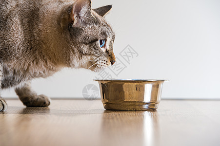 只活跃的严肃条纹猫宠物猫食物的肖像图片