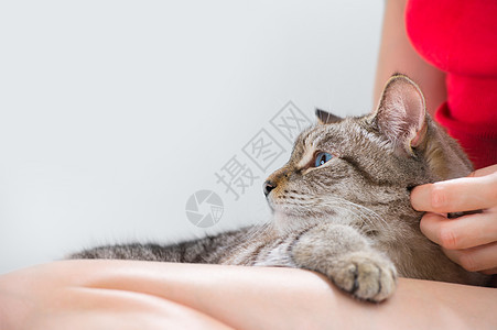 轻的女人抱着漂亮的塔比猫,灰色的背景下放松图片