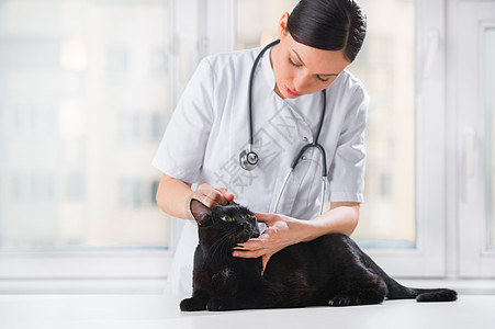 兽医诊所检查时检查只猫的耳朵图片