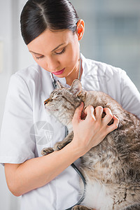 兽医诊所里抱着只猫并安抚它图片