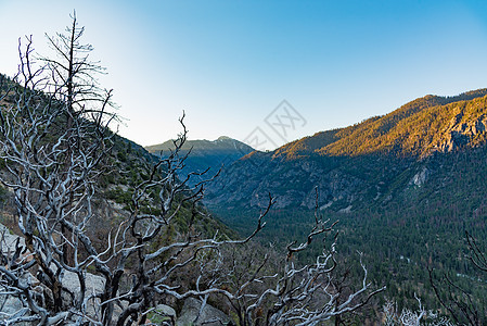 黎明国王峡谷的山谷,靠近雪松树林图片