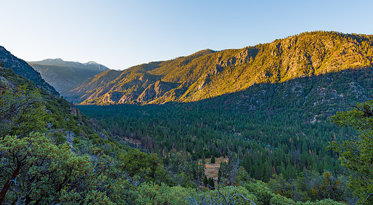 黎明国王峡谷的山谷,靠近雪松树林图片