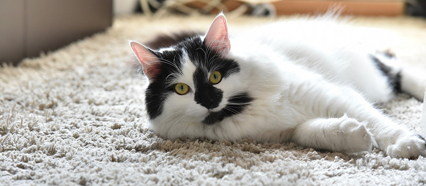 只黑白缅因猫的特写镜头