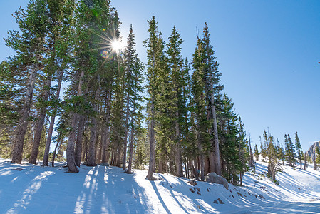 雪中高大树木后的太阳位于怀俄明州镜湖附近图片
