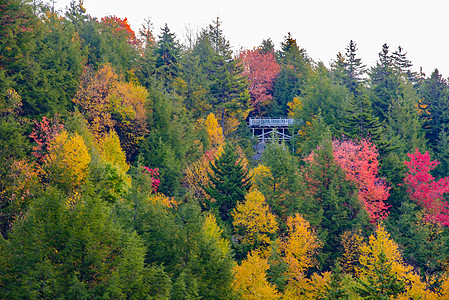 秋天五颜六色的树图片
