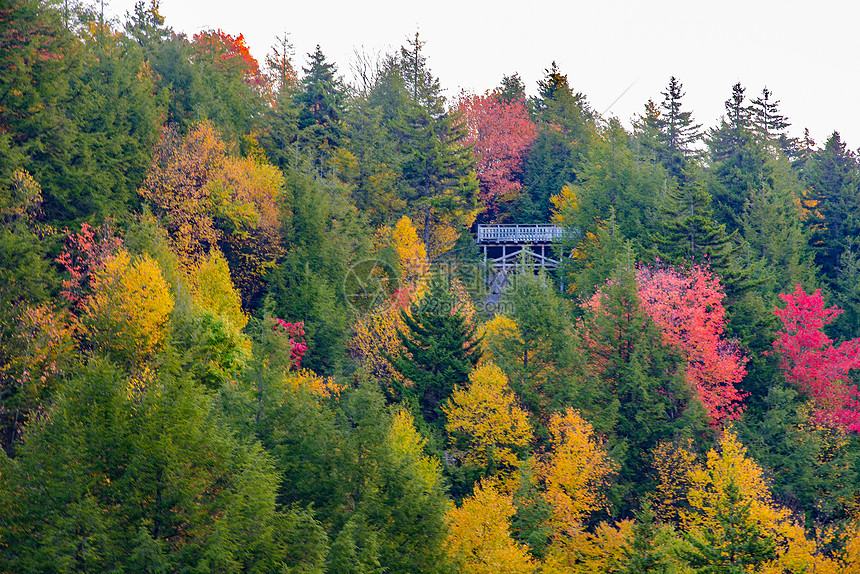 秋天五颜六色的树图片