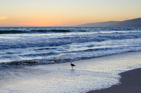 日落时,孤独的海鸥海滩上散步图片