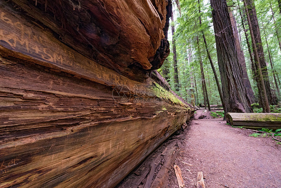 加州红杉公园州立公园的海岸红杉树图片