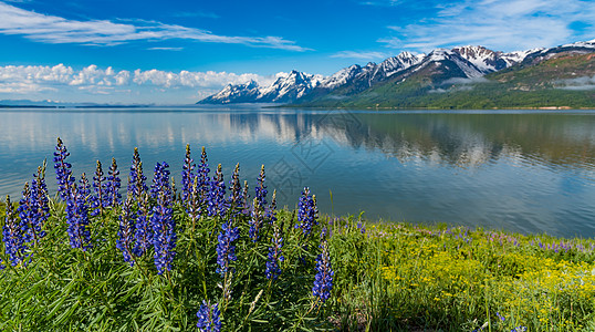 背景为泰顿范围的高山野花图片