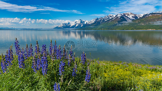 背景为泰顿范围的高山野花图片