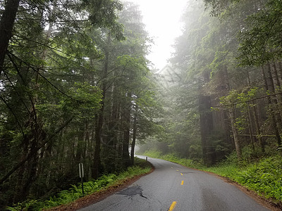 穿过加州红木州立公园的风景公路高清图片