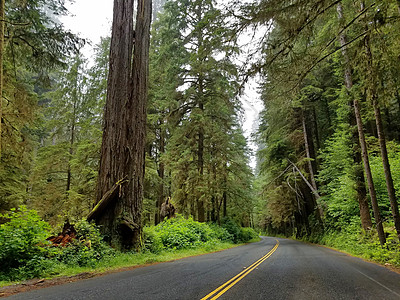 穿过加州红木州立公园的风景公路图片