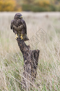 只野生的坐乡下的棵老树枝上,寻找猎物鹰鹰家族中的种猎物图片