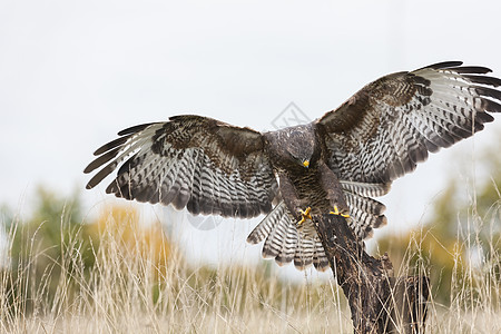 只野生的飞翔,翅膀张开,降落农村的棵老树枝上鹰鹰家族中的种猎物背景图片
