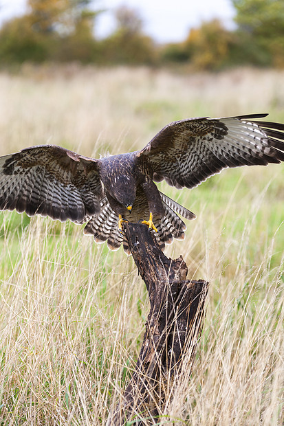 只野生降落农村的棵老树枝上,寻找猎物鹰鹰家族中的种猎物图片