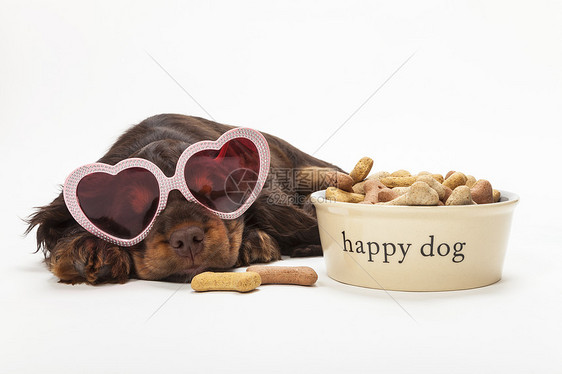 可爱的公鸡猎犬小狗躺着,戴着粉红色的心形太阳镜,戴着快乐的狗骨形饼干图片
