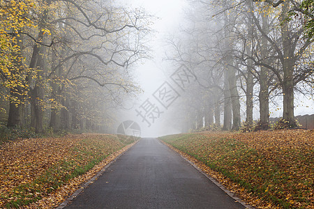 秋天秋天的树排成空路,通向薄雾雾背景图片