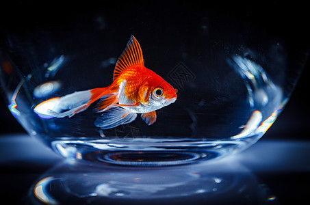 金鱼漂浮的背景下漂浮水族馆里图片