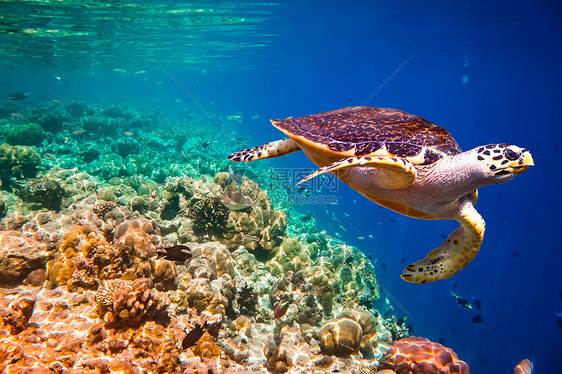 龟浮水下马尔代夫印度洋珊瑚礁图片