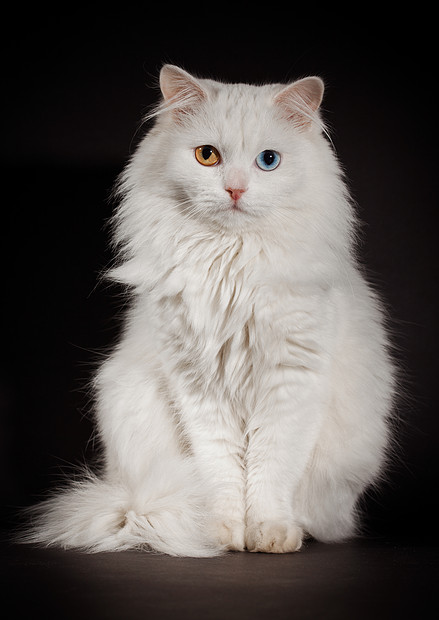 阴阳眼的布偶猫