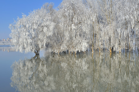 多瑙河上霜冻的冬季树木图片