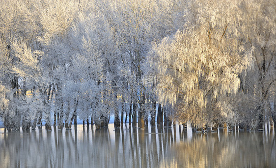 寒冷的冬季树木,水中反射图片