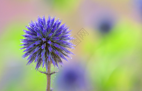 全球蓟花棘球蓟花图片