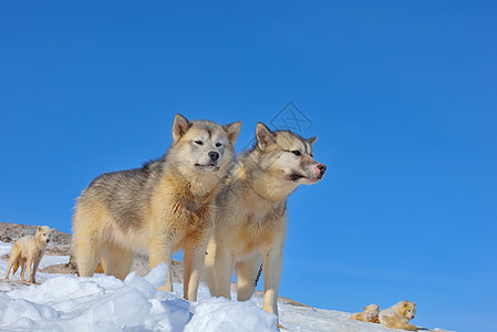 格陵兰雪橇狗冰场上放松图片