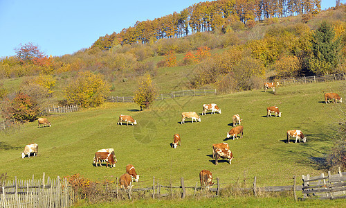 乡村景观与斑驳的奶牛田野上放牧图片