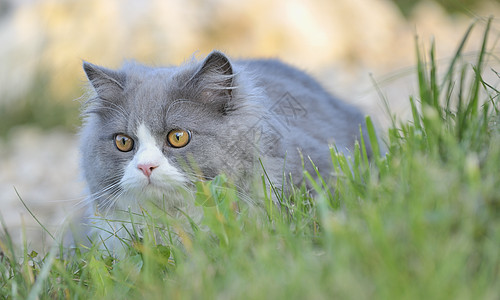 草地上的布娃娃猫图片