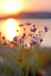 日落时开花高峰伞形花序图片