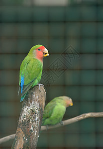 科托拉鹦鹉绿色图片