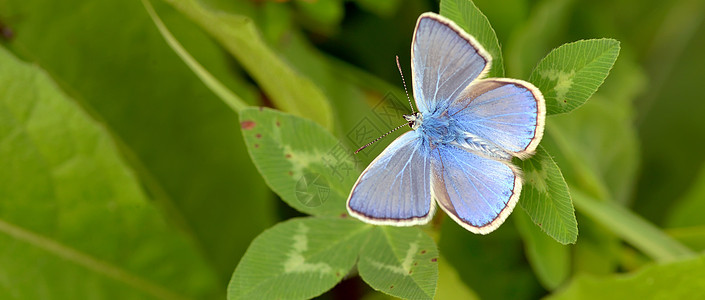 普通蓝色多角体蝴蝶图片