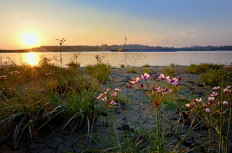 日落时开花高峰伞形花序图片