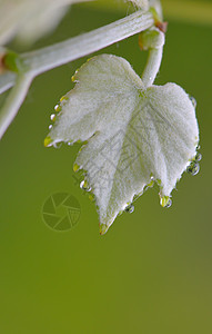 美丽的绿叶水滴图片
