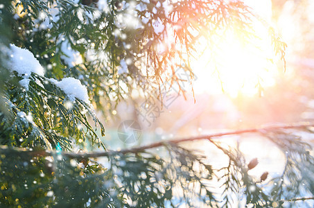 日落时的雪树枝白雪皑皑的冬天诞树日落时树枝图片